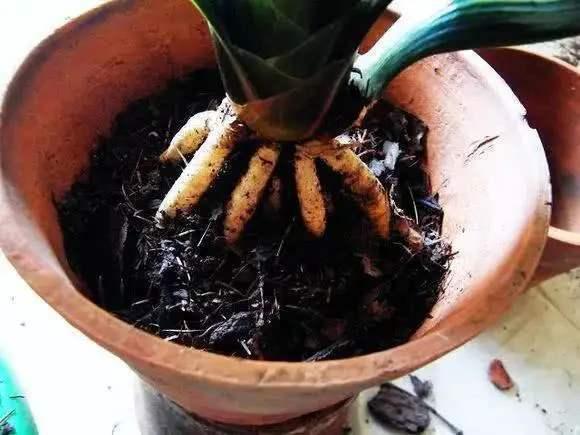 春天换盆换对了，花卉呼呼生长，扎根开花两不误