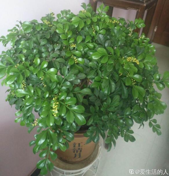 晒不死的花，枝上挂满小米粒，越晒花越香