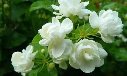养茉莉花怎么翻盆、修剪？尽量保守点，才能白花开满枝头