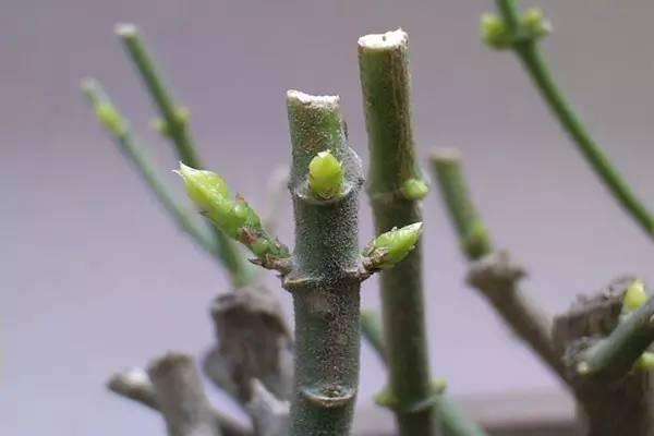 养茉莉花怎么翻盆、修剪？尽量保守点，才能白花开满枝头
