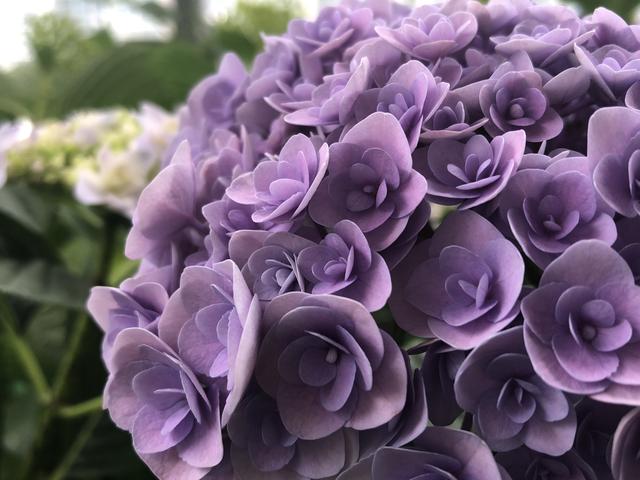 绣球花开花太早是好事还是坏事？3个妙招，小心把花开残无花赏