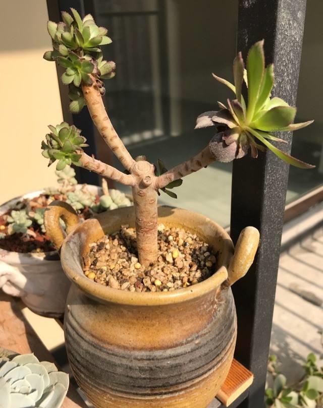 花卉叶子掉光了，只剩光杆太丑了，教你蹿芽法，快学学