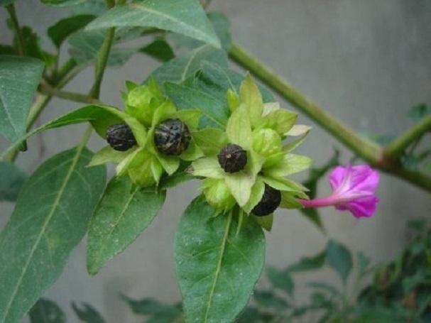 紫茉莉：花期长，粗放型管理，多用于庭院观赏花卉