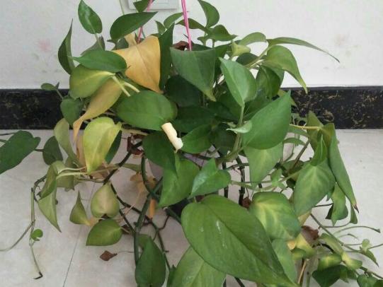 植物不可以乱施肥，不然会出现烧根甚至枯死的情况，来看看