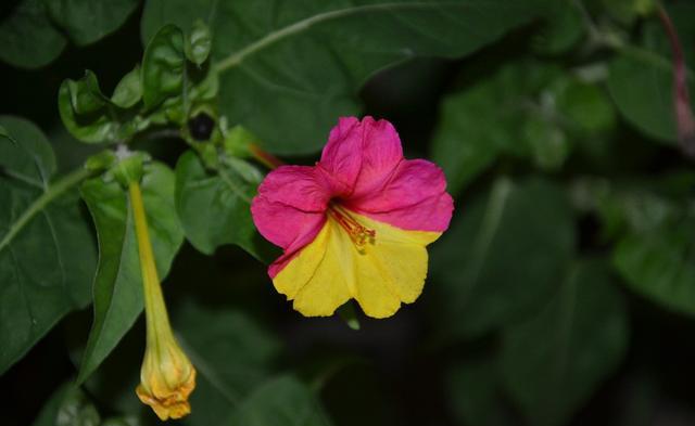 紫茉莉：花期长，粗放型管理，多用于庭院观赏花卉