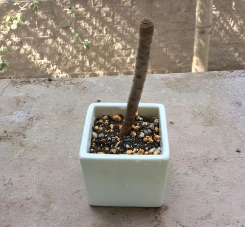 花卉叶子掉光了，只剩光杆太丑了，教你蹿芽法，快学学