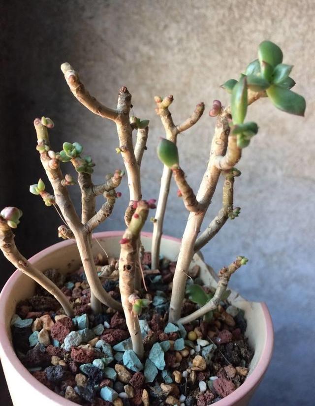花卉叶子掉光了，只剩光杆太丑了，教你蹿芽法，快学学
