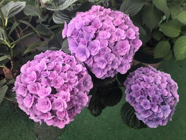 绣球花开花太早是好事还是坏事？3个妙招，小心把花开残无花赏
