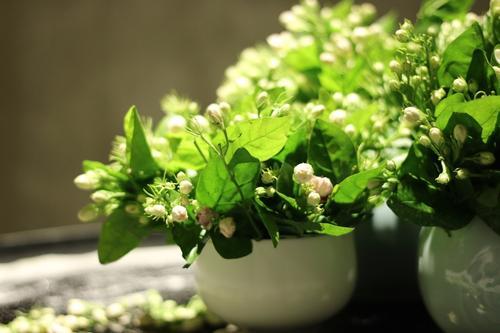 养茉莉花怎么翻盆、修剪？尽量保守点，才能白花开满枝头