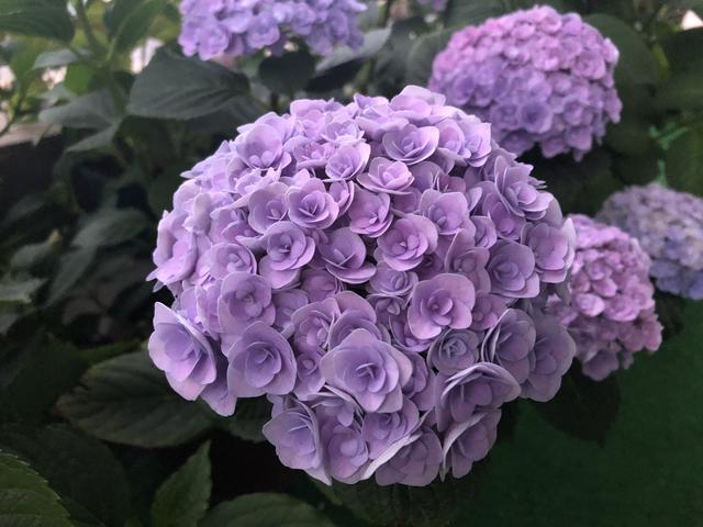 绣球花开花太早是好事还是坏事？3个妙招，小心把花开残无花赏