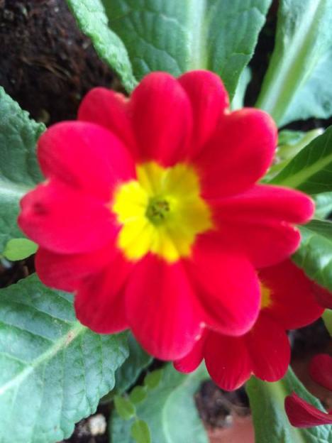 这花是春天预报员，养一盆立马感受春意，开花娇嫩喜人