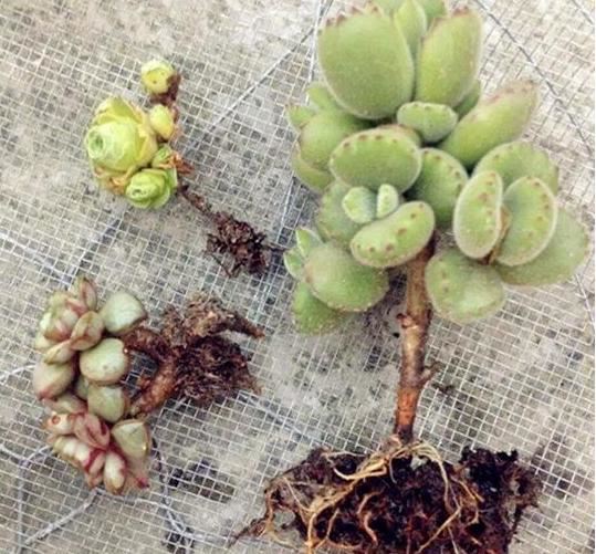 植物不可以乱施肥，不然会出现烧根甚至枯死的情况，来看看
