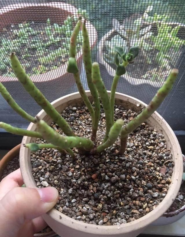 花卉叶子掉光了，只剩光杆太丑了，教你蹿芽法，快学学