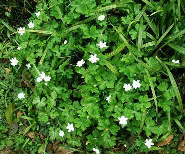 鹅掌草开花“鹅掌花”，一朵一朵正片绽放，开得可真美