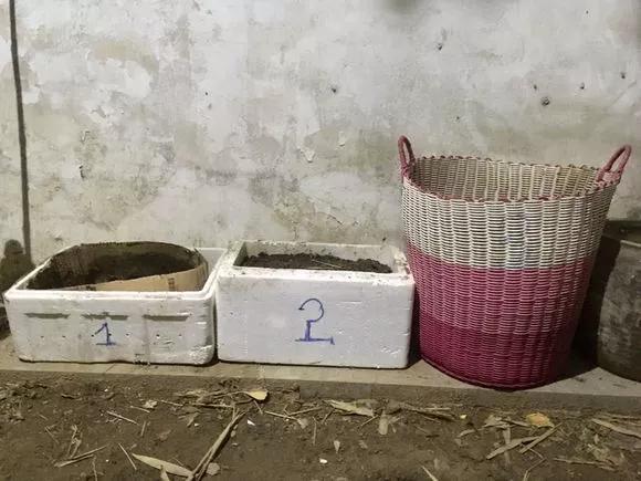不会养花，就在盆里埋点“球球”，根壮花多，叽里咕噜开满盆