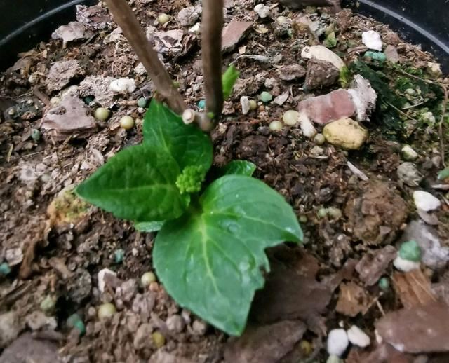 绣球花开花太早是好事还是坏事？3个妙招，小心把花开残无花赏