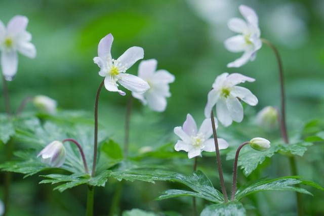 鹅掌草开花“鹅掌花”，一朵一朵正片绽放，开得可真美