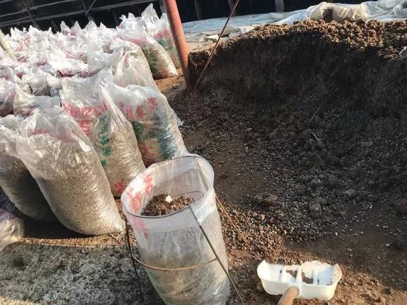 不会养花，就在盆里埋点“球球”，根壮花多，叽里咕噜开满盆