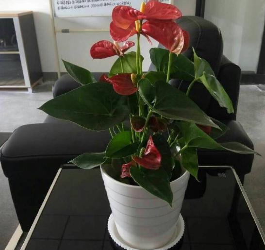 植物不可以乱施肥，不然会出现烧根甚至枯死的情况，来看看