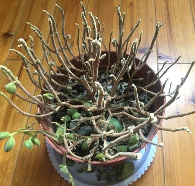 花卉叶子掉光了，只剩光杆太丑了，教你蹿芽法，快学学