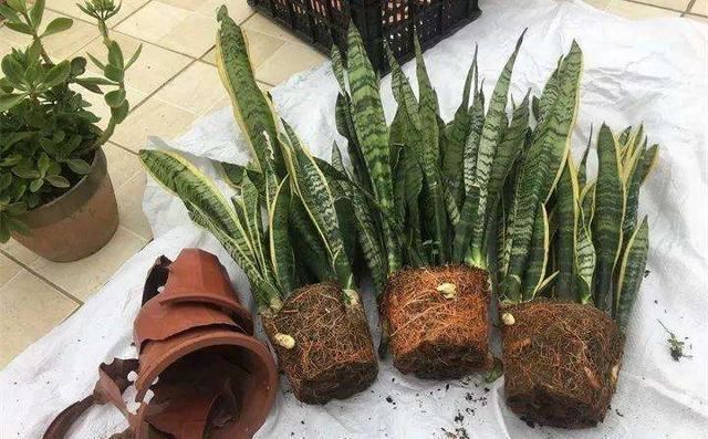 春天换盆换对了，花卉呼呼生长，扎根开花两不误