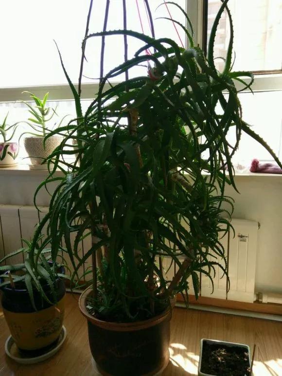 不会养花，就在盆里埋点“球球”，根壮花多，叽里咕噜开满盆