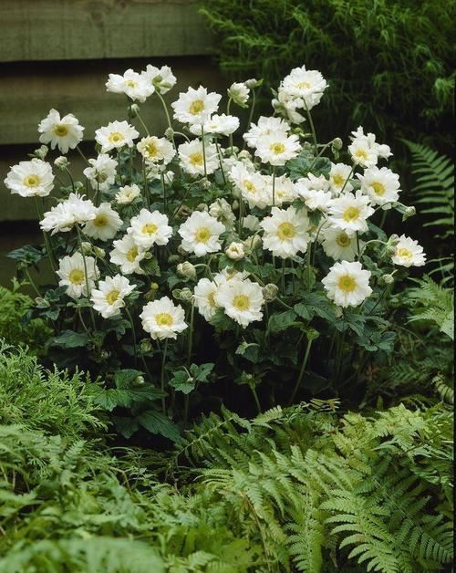 鹅掌草开花“鹅掌花”，一朵一朵正片绽放，开得可真美