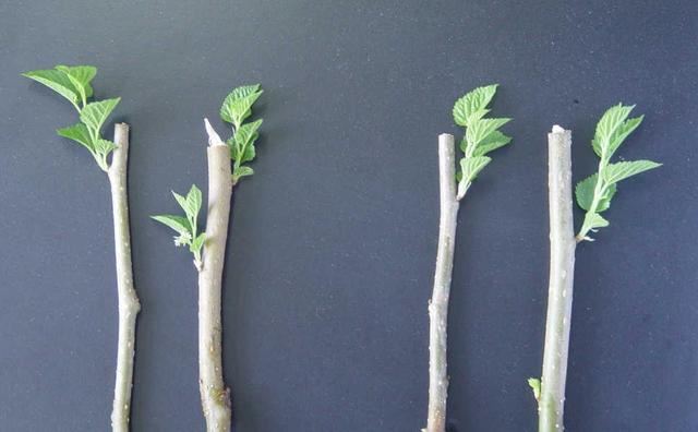 植物不可以乱施肥，不然会出现烧根甚至枯死的情况，来看看