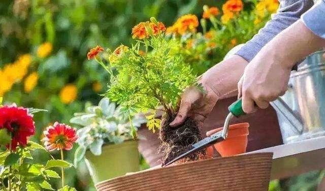 春天换盆换对了，花卉呼呼生长，扎根开花两不误