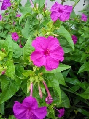 紫茉莉：花期长，粗放型管理，多用于庭院观赏花卉
