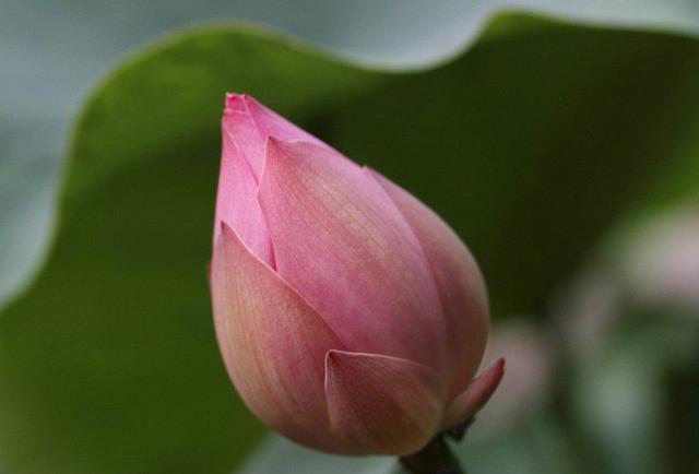 植物不可以乱施肥，不然会出现烧根甚至枯死的情况，来看看