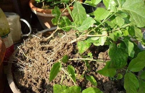 养茉莉花怎么翻盆、修剪？尽量保守点，才能白花开满枝头