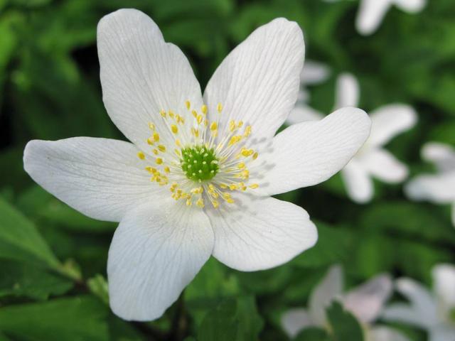 鹅掌草开花“鹅掌花”，一朵一朵正片绽放，开得可真美