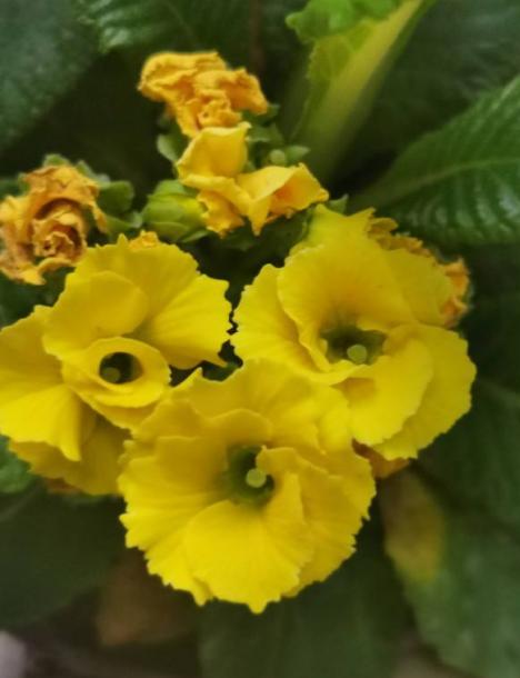 这花是春天预报员，养一盆立马感受春意，开花娇嫩喜人