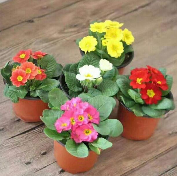 这花是春天预报员，养一盆立马感受春意，开花娇嫩喜人