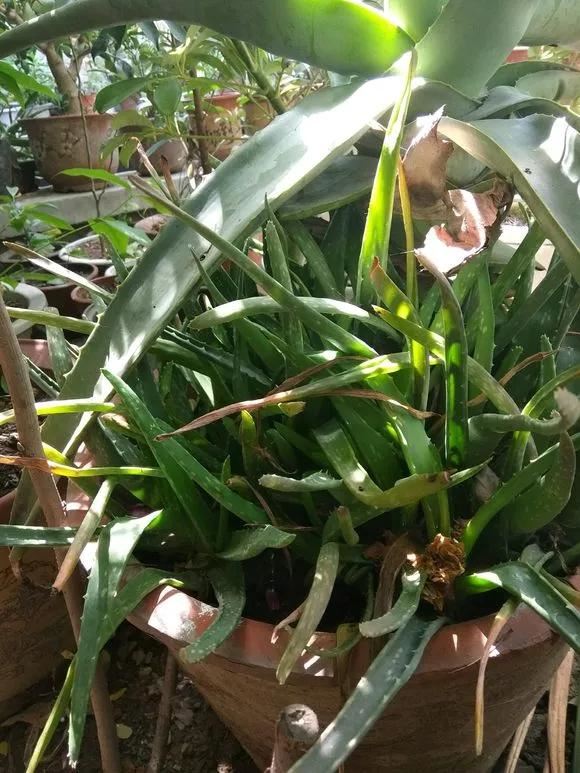不会养花，就在盆里埋点“球球”，根壮花多，叽里咕噜开满盆