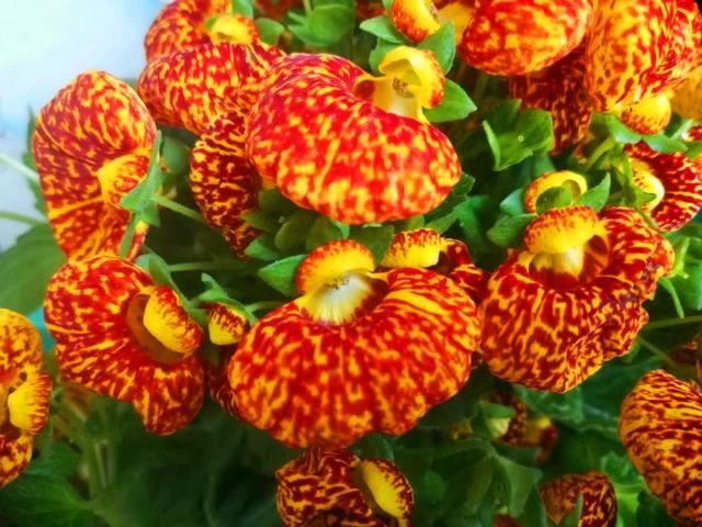 春天养草花，3点做好，颜值高爆满盆，做不好枯萎死亡