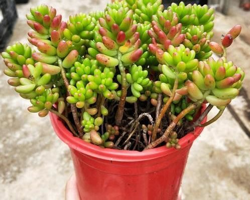 花卉叶子掉光了，只剩光杆太丑了，教你蹿芽法，快学学