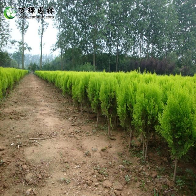 洒金柏苗如何种植 怎么培育养护洒金柏苗木