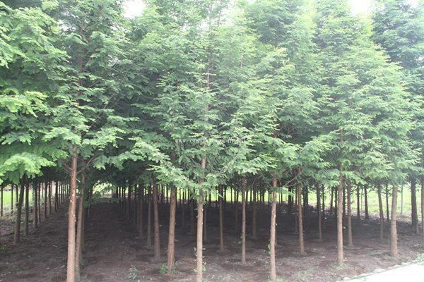 金叶水杉是落叶苗木还是不落叶植物？