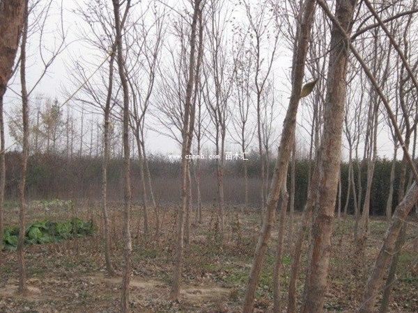 流苏树该如何栽培以及种植方法