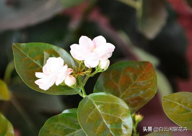 在什么时候扦插最好？当然是春末期了，很快就会一朵接一朵地绽放