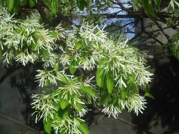 流苏树该如何栽培以及种植方法