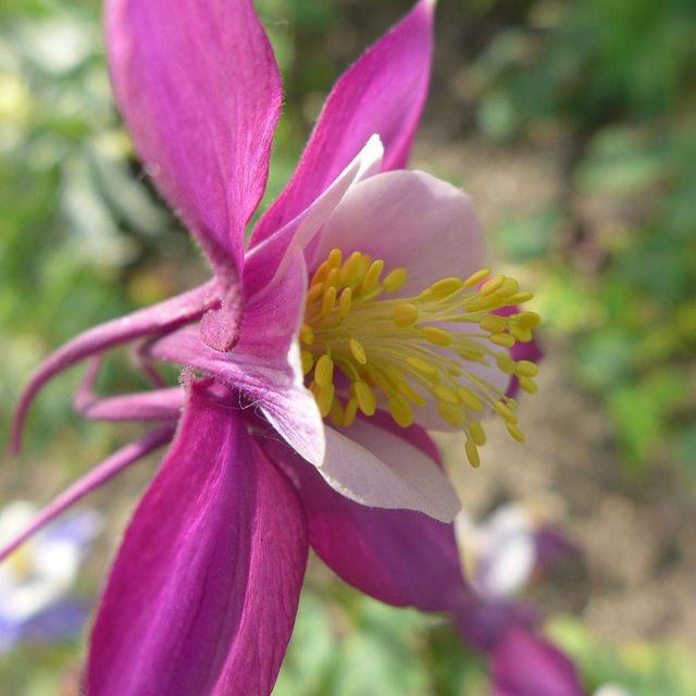 明明是一种“菜”，3个方法养出高挑花，高洁清雅家养品味高