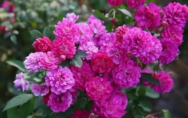 喜欢太阳的“3种花”，就要狠狠晒，别心疼，越晒越开“香香花”