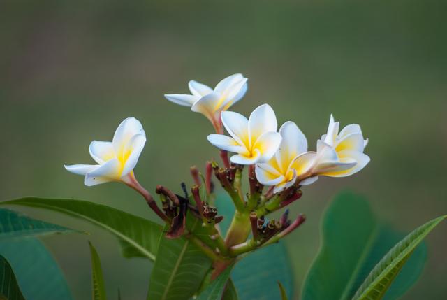 白兰花难嫁接？做好这几点，就能提高嫁接成功率，让植株长势良好