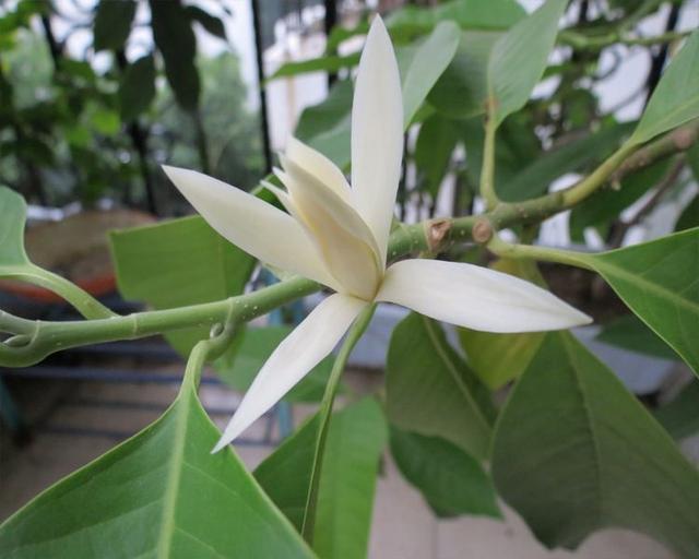 白兰花难嫁接？做好这几点，就能提高嫁接成功率，让植株长势良好
