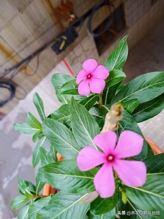 长春花长势慢花少，收下这几个养护技巧，蹭蹭冒芽 ，开成花海
