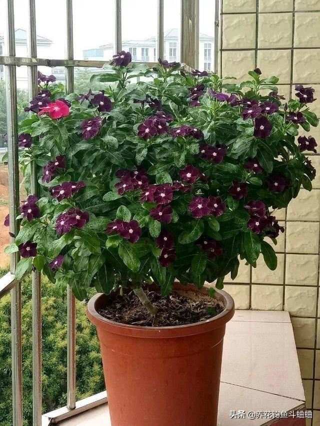 长春花长势慢花少，收下这几个养护技巧，蹭蹭冒芽 ，开成花海