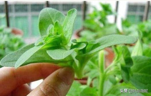 这几种花卉要记得“摘心”，这样才能枝繁叶茂花期长！